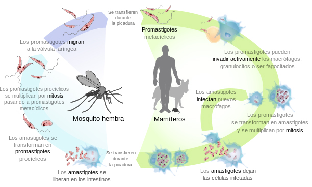 ciclo_vital_Leishmaniasis.jpg