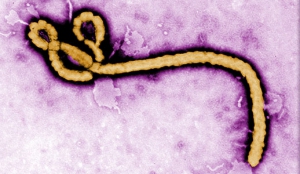 Las 7 claves del ébola