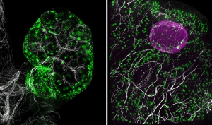 Primer paso para rejuvenecer los ovarios, ampliar la fertilidad femenina y luchar contra el envejecimiento