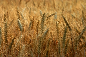 La enfermedad celíaca provoca la intolerancia a una proteína presente en el gluten que contienen cereales como el trigo, la cebada o el centeno / Imagen: SXC